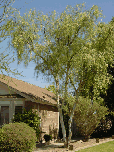 acacia willardiana 2 KM